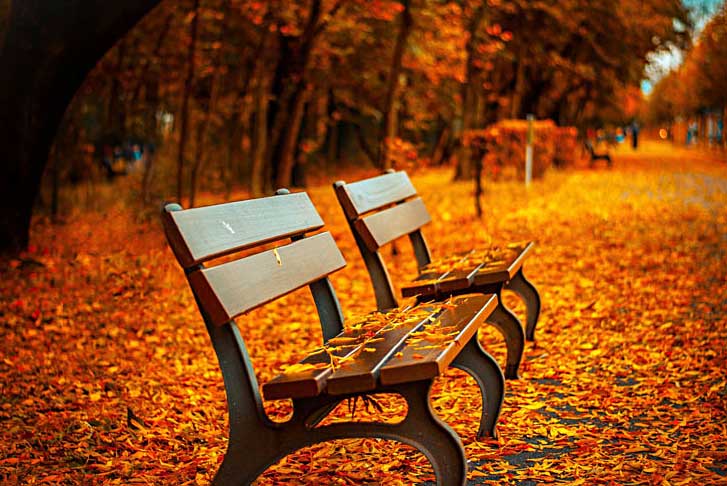 fall leaves in orange and yellow in a park with 2 benches