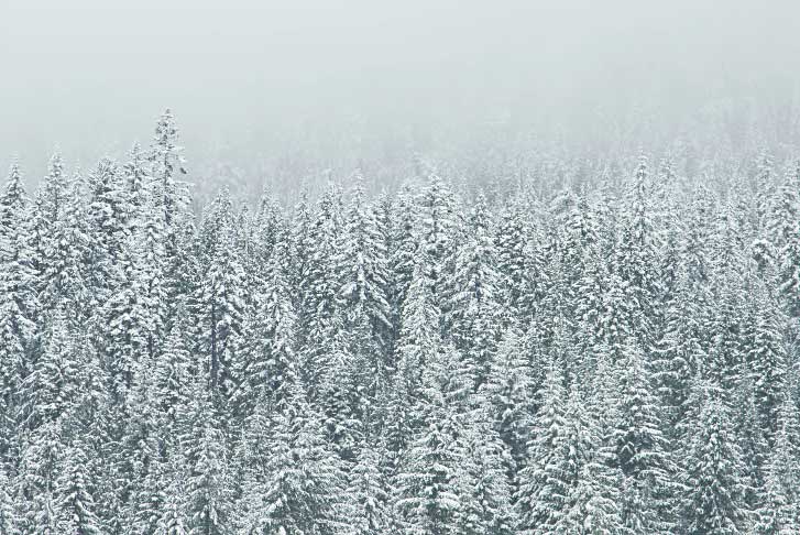 trees covered in snow during winter